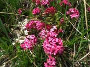 55 fioritura di Daphne cneorum...